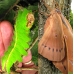 Chinese Oak Silkmoth Antheraea pernyi Large cocoons fresh from CHINA